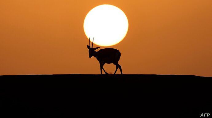 afp_gulf_emirates_gazelles_26Jan21