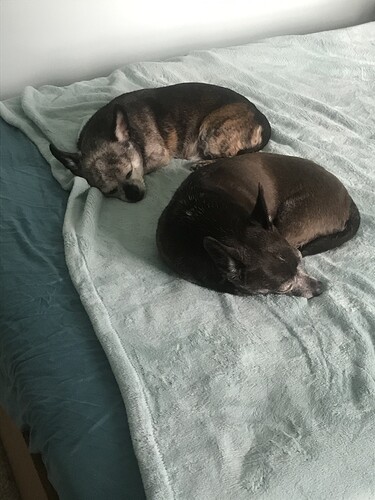 doggos
