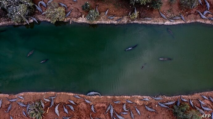 afp_west_bank_crocodiles_18Jan21