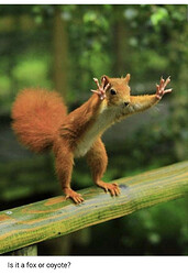 Fox or coyote?