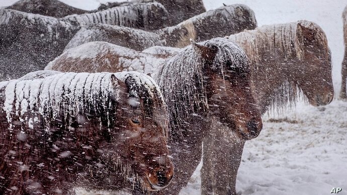 ap_germany_weather_horses_24Jan21
