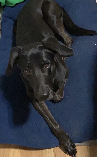 Echo