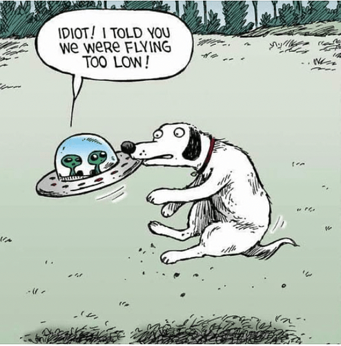dog catch