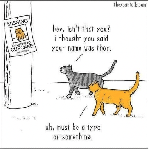 cat named thor