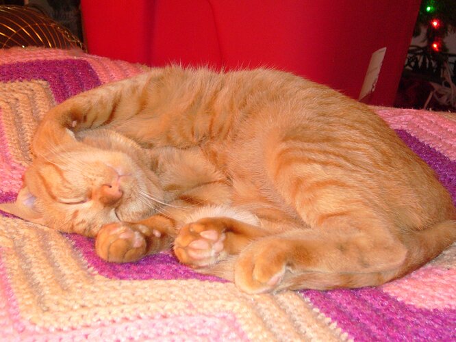 fredkitten