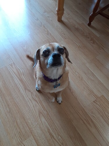 Puggle_Life