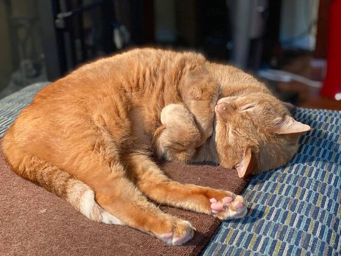 fredsleeping