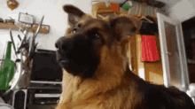dogs